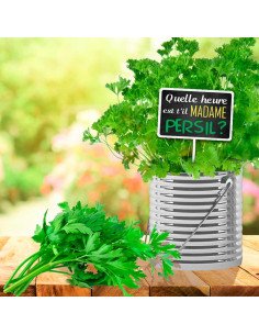 Plaque jardin Persil 2