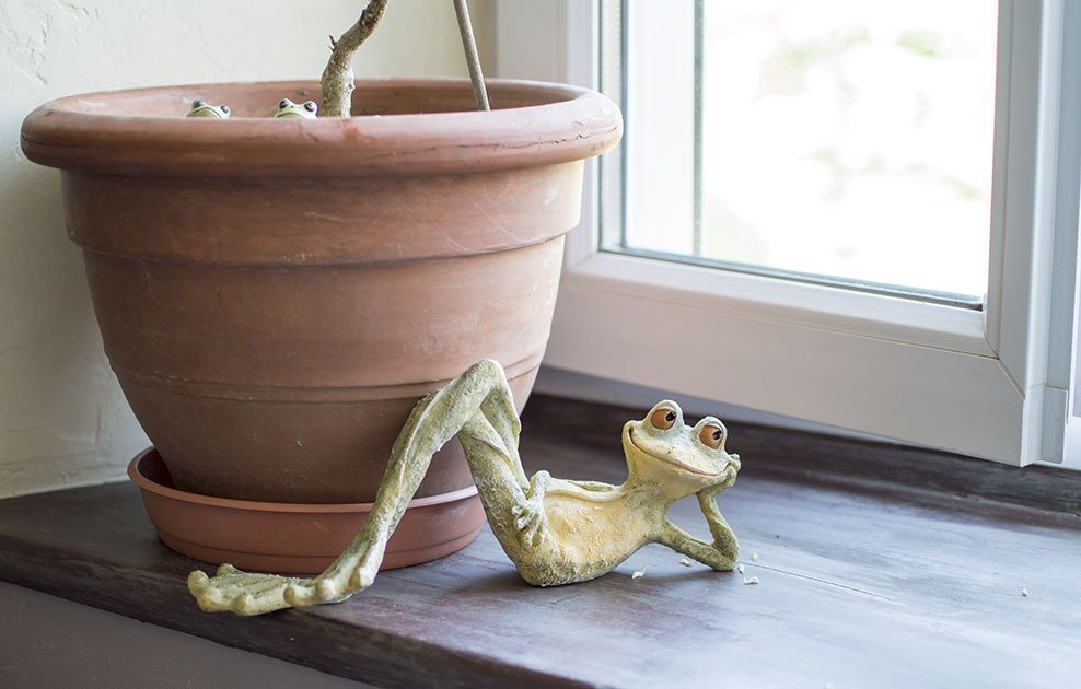 grenouille allongée